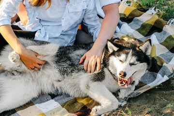 Male and female hands scratch the dog's stomach. The tenderness and love of the owners for the pet....