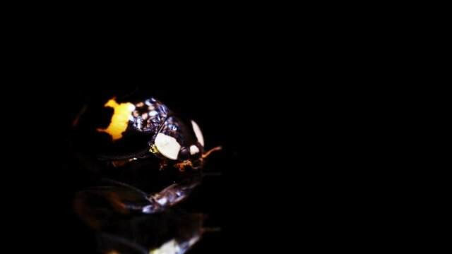 Yellow ladybird moves its antennas and turns around on the black background. An insect sits on a mirror surface. Isolated macro footage of a ladybug in close-up. Concept of entomology and environment.