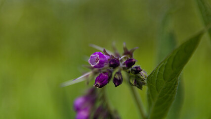 Flowers in the meadow ,blue wild  flower ( nettle leaved bellflower)