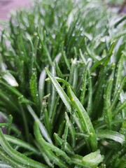 Fototapeta na wymiar fresh green asparagus