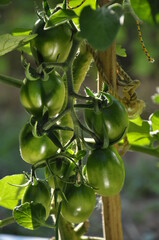 de barao variety tomatoes