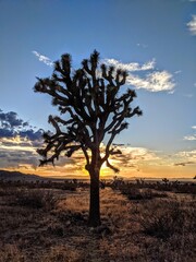Joshua tree desert sunset