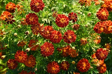 red and yellow flowers