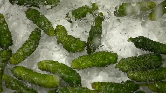 Jets of water fall on small fresh cucumbers lying in the water, slow motion. Sweet fresh gherkins are poured with water, preparation for pickling.
