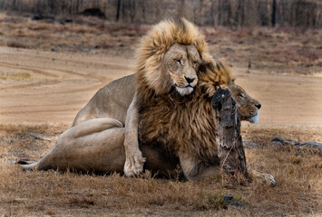 Fototapeta na wymiar Two male lions interacting with each other.
