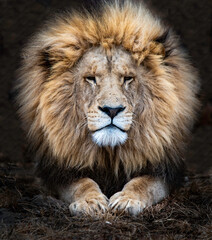 The magnificent African male lion.  Photographed in South Africa.