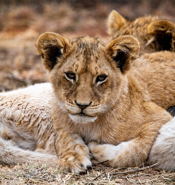 Cute lion cub, photographed in South Africa.