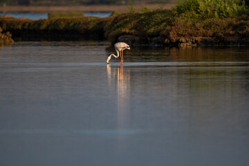 Wildlife scenery view with beautiful birds and flamingos at sunset
