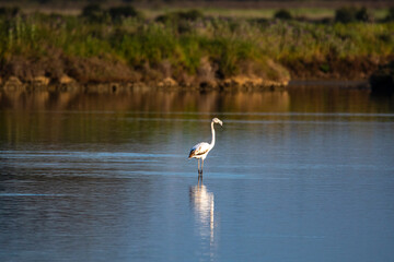 Wildlife scenery view with beautiful birds and flamingos at sunset