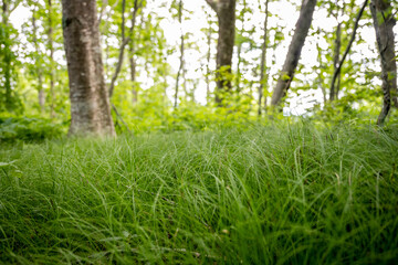 Obraz na płótnie Canvas Grassy field in small bald area in forest