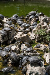 A lot of turtles on a stone island in a pond in the National garden of Athens. Wildlife.