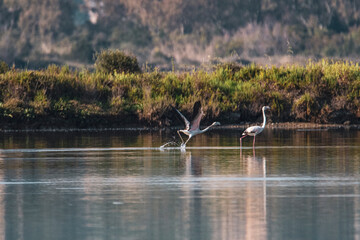 Wildlife scenery view with beautiful birds and flamingos at sunset