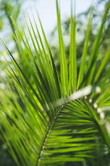 Close-up of green branch of palm tree. Natural tropical background. Beautiful summer nature.