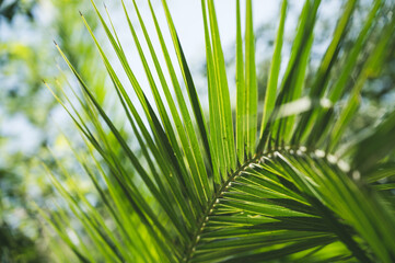 Obraz na płótnie Canvas Close-up of green branch of palm tree. Natural tropical background. Beautiful summer nature.