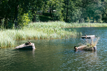 Kaczki wypoczywające na słońcu nad brzegiem jeziora.