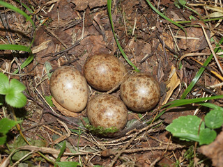 Laying of forest bird eggs in the nest on the ground in the summer forest. Bird eggs,
