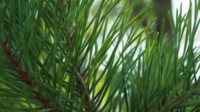 Afforestation. Young spruce and pine regrowth grew on plot with sandy soil. Small trees in summer. Summer nature grass. 4k