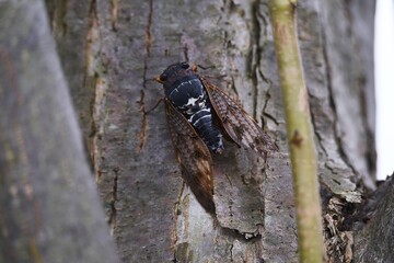 Large brown cicada (Graptopsaltria nigrofuscata). A large cicada with brown opaque wings. 