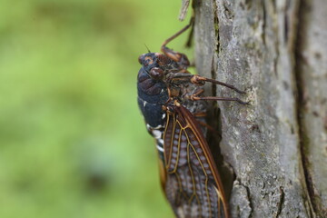 Large brown cicada (Graptopsaltria nigrofuscata). A large cicada with brown opaque wings. 
