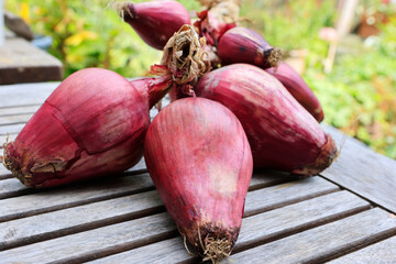 A bunch of red tropea onions - obrazy, fototapety, plakaty