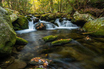Leaves Cling to Rocks in Rushing Creek