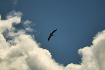 Stork silhouette flying at high altitude in a blue sky with clouds. Scientific name ciconia ciconia.