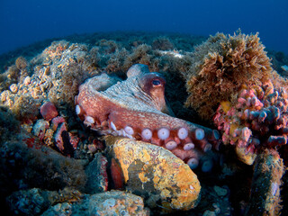 Common octopus (octopus vulgaris) in the Mediterranea sea © A. Martin UWphoto