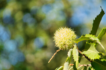 Detail of chestnut still green inside its hedgehog on the branch of a chestnut tree.