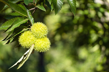 Detail of a group of three chestnuts still green inside their hedgehog on the branch of a chestnut tree.