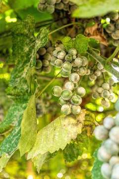 Grape Bunches And Leaves Infected With Powdery Mildew