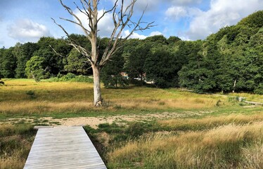 Wooden walkway starting / ending in front of dead, old tree, standing on the heath, Dollerup,...
