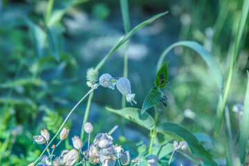 Closeup of wild bluebell flowers in a grassy meadow, cool toning