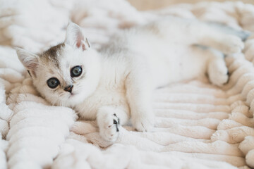 a beautiful white Scottish kitten lies on a white plush blanket