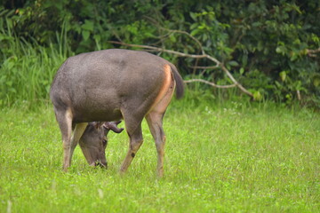 Cute deer enjoy eating grass in the national park is very abundant environment of the forest.