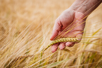 Farmer inspecting agricultural field and control quality of barley crop before harvesting. Female...