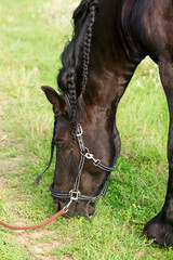 Obraz premium Bay horse. The horse is grazing in the meadow