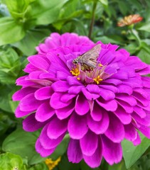 Moth on Zinnia