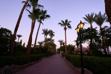 Fototapeta premium Pedestrian street with palm trees along the embankment. Promenade. Naama Bay. Walking street in the evening