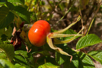 Red rose hip of Rosa rugosa