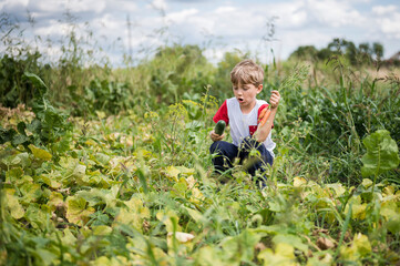 Young boy picking up vegetables in the garden