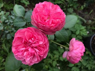 pink rose bush