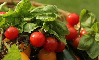 Organic Summer Vegetable Harvest on Table Outdoors on Farm