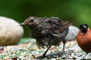 junge Amsel