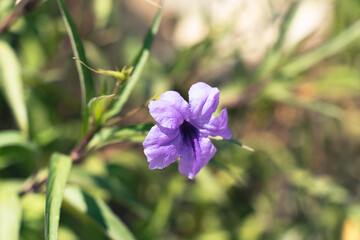 Amazing purple geranium flower