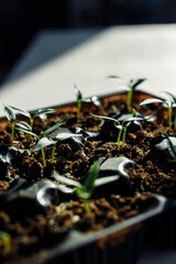 seedlings in peat pots. Baby plants seeding, black hole trays for agricultural seedlings. The...