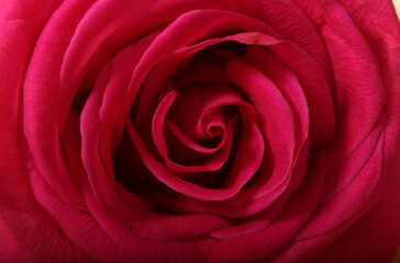 Fototapeta na wymiar Close up of Center of Red Rose Growing Outdoors