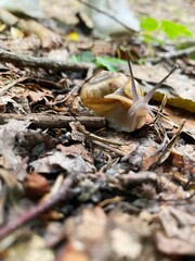 Snail