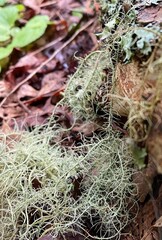 Lichen