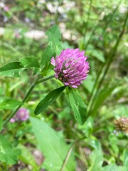 Wildflower in forest
