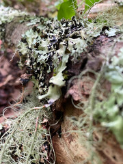 Lichen